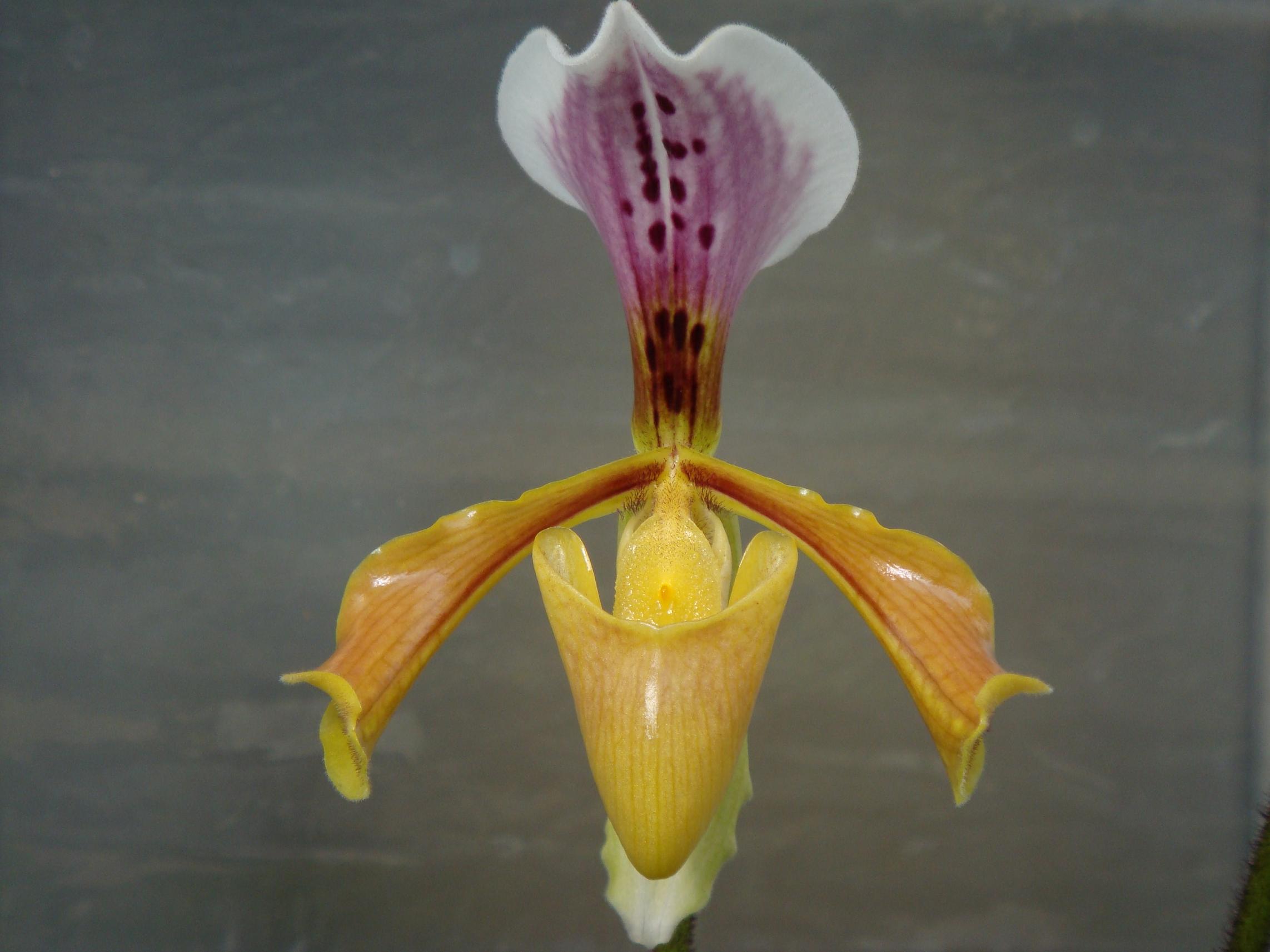 Paphiopedilum gratrixianum (Masters) Guillaumin